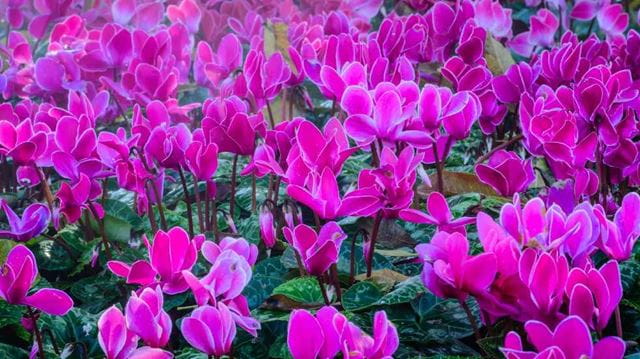 Winter bedding plants